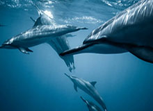 开云体育下载-【欧联】佩佩破门威洛克两助攻 阿森纳3比0提前出线